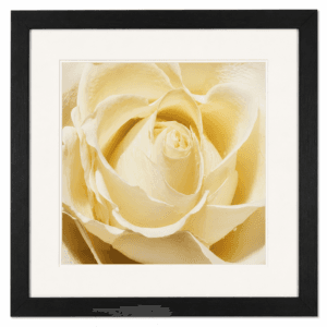 Cream Rose Framed - Wall Art